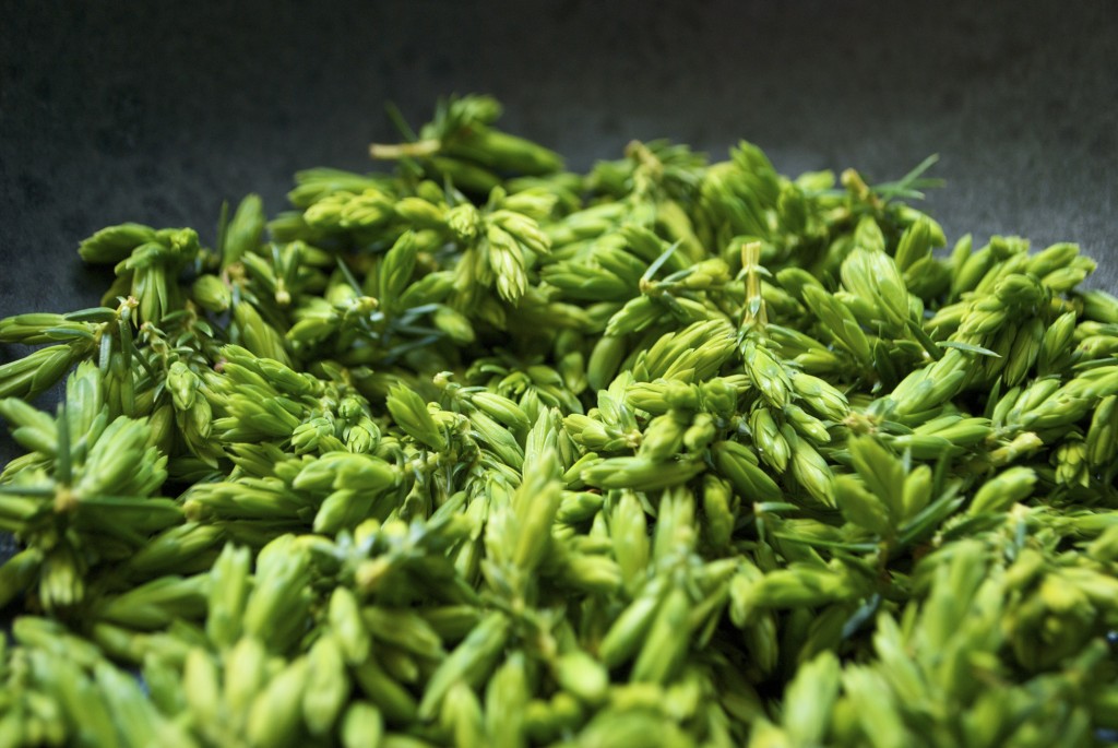 Hjemmelavet gransnaps, grannålesnaps og enenålesnaps er lækker aromatisk og akvavit